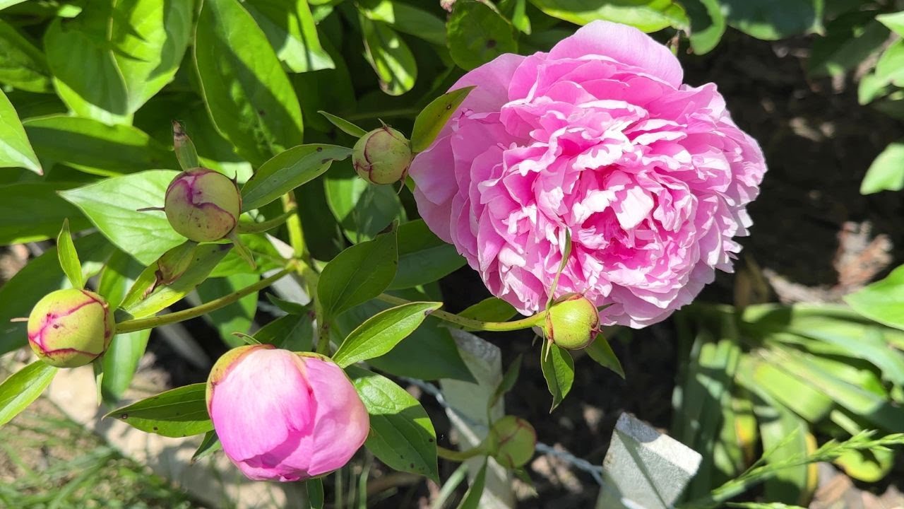 Row of peonies by a farmhouse