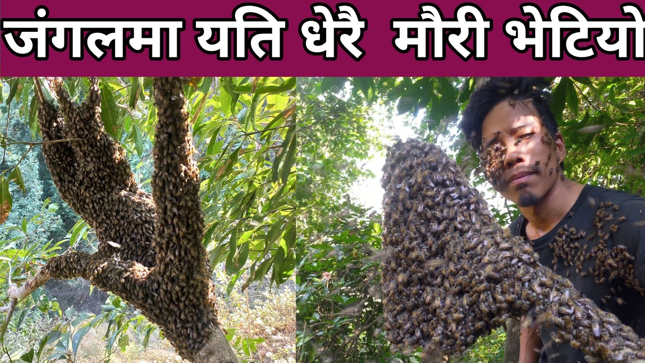 जंगलमा यति धेरै  मौरी भेटिए पछि यसरी गरियो ब्यबस्थापन#Gesa online khaber