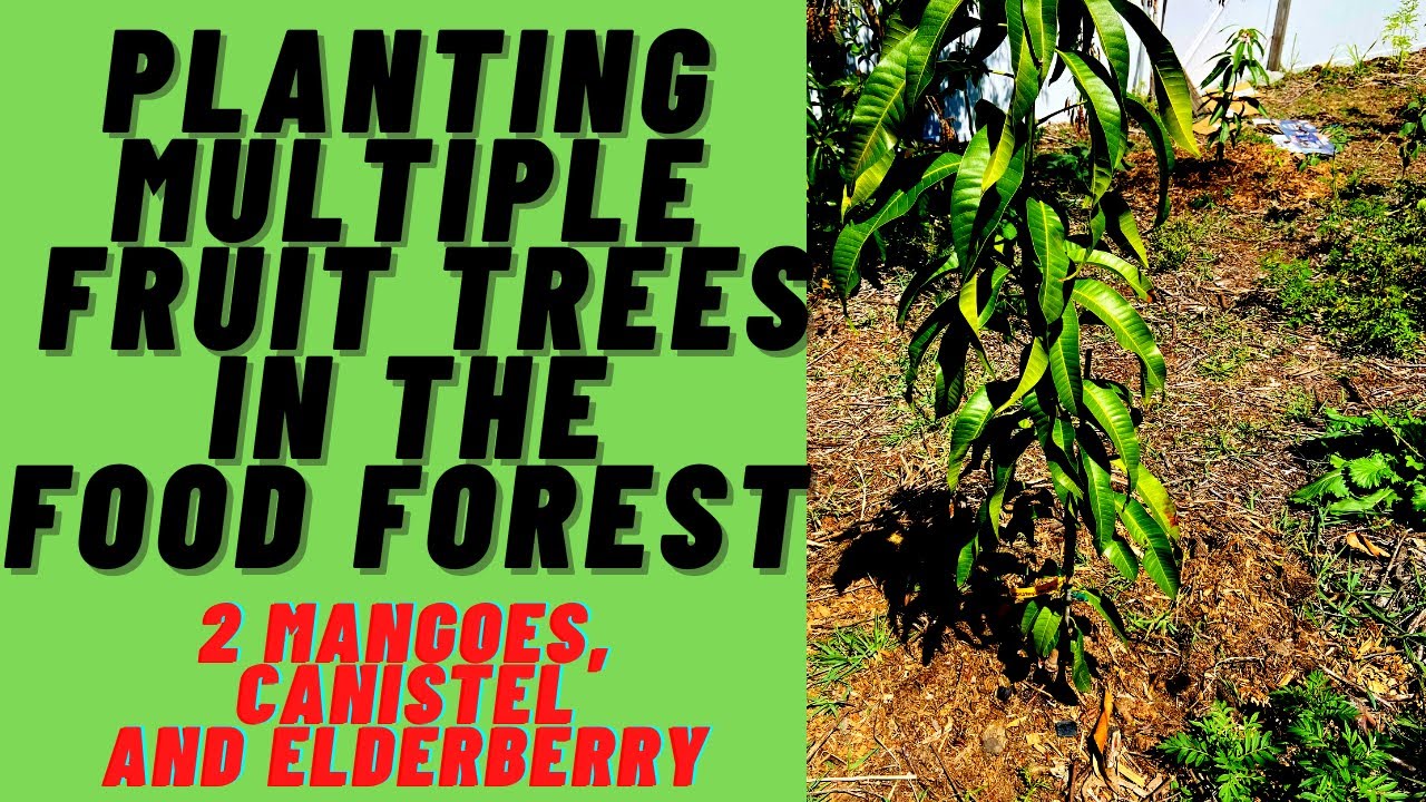 Planting Multiple Fruit Trees In The Food Forest