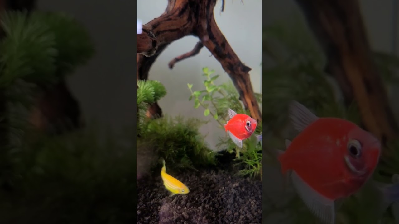 Red and blue Tetra Glofish. Best friends? #aquarium #aquascape #simpleaquascape #glofish #fish