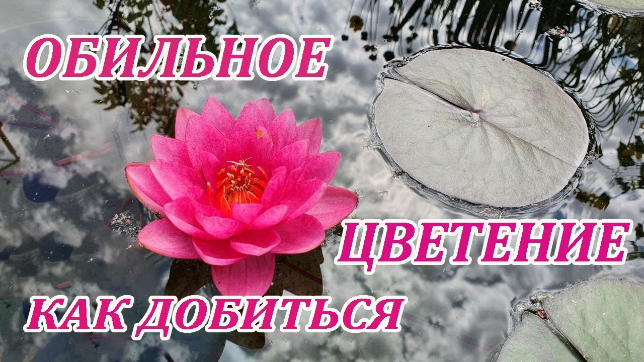 Нимфея.Что надо знать для обильного цветения.Правильная посадка и уход.Описание сорта 
