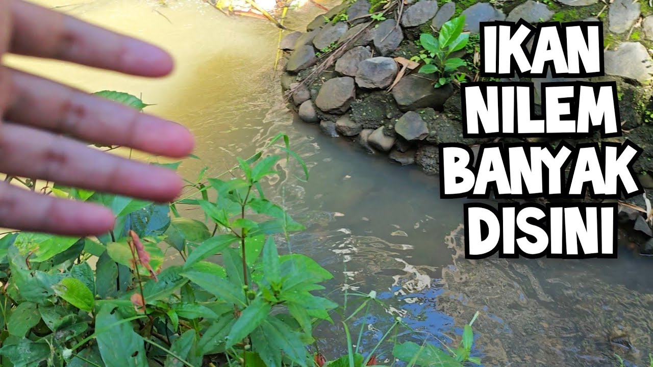 MANTAP MASIH DI KASIH IKAN NILEM!! Mancing Wader di Spot Andalan Sungai Strike Terus
