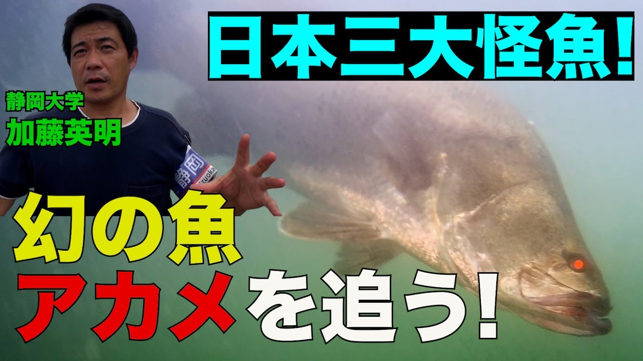 日本の固有種、アカメ！≫ 加藤英明【公式】かとチャン