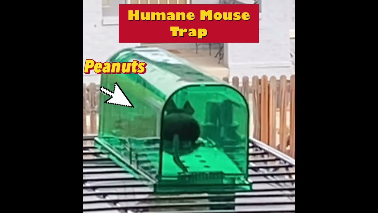 How to use Humane Mouse Trap. #mousetrap #animal #humane #shorts