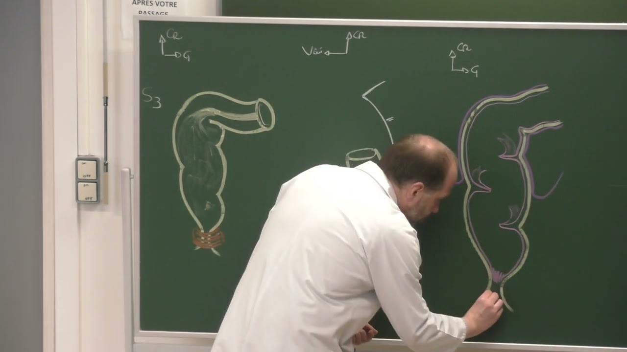 Abdomen et pelvis 12 : Rectum et canal anal [Clinical anatomy of the rectum and the anal canal]