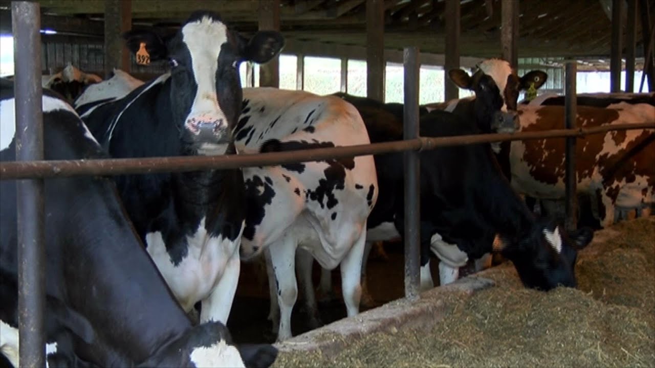 Farmers hopeful for this year&rsquo;s crop season amidst drop in corn, milk prices