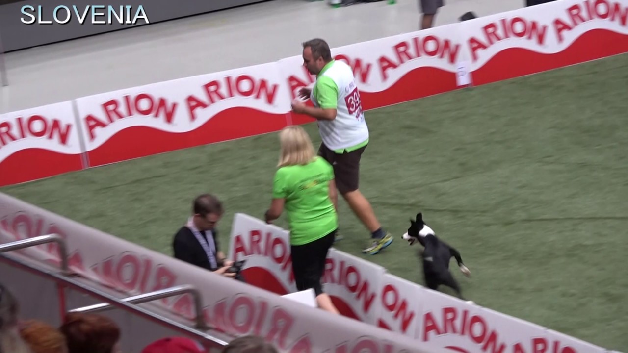 2016 fci agility world championship team large agility