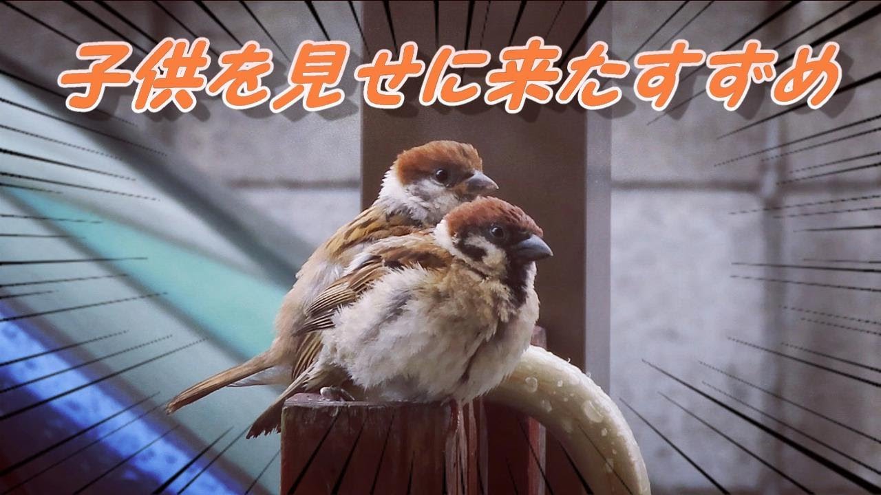 子供を見せに来たすずめ 何故か懐いた不思議なスズメ ピンピン#14 Handicapped sparrow showed me his (her) baby. 雀 かわいい とあるスズメの一生