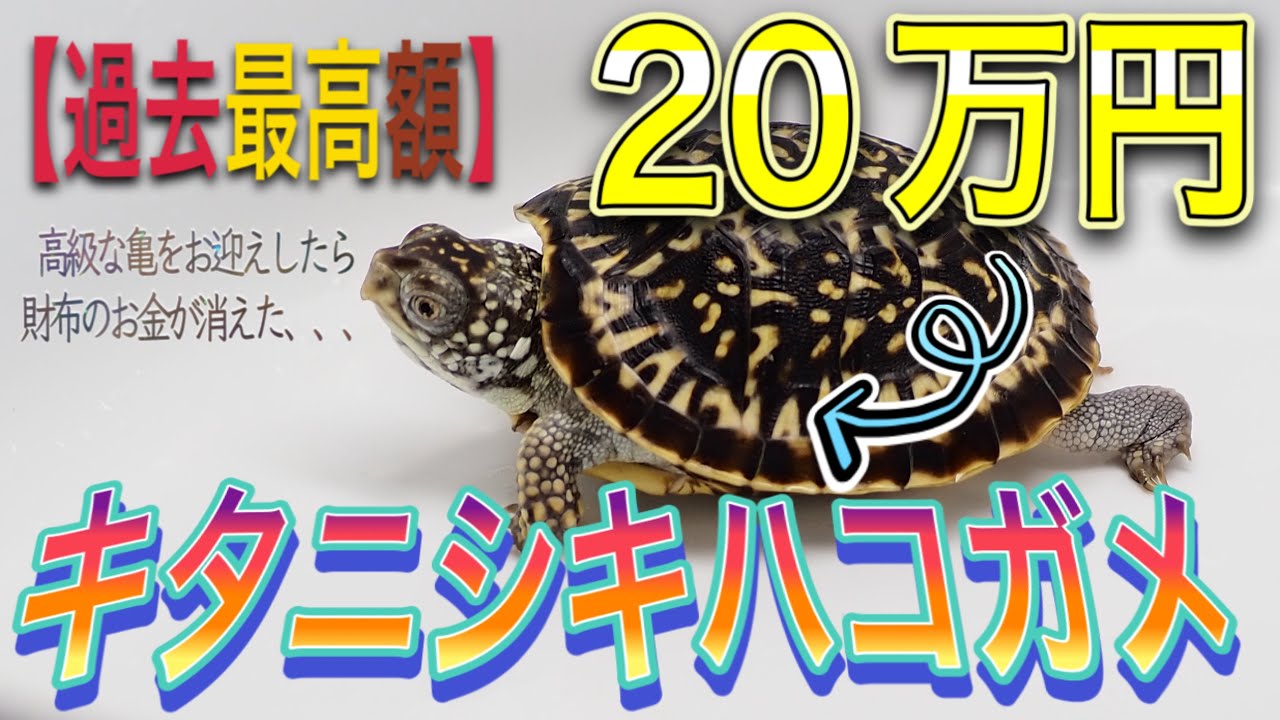 〖カメ〗【1匹”20万円”】【過去最高額】かなり高額のカメをお迎えしたら財布の諭吉が消えた、、、