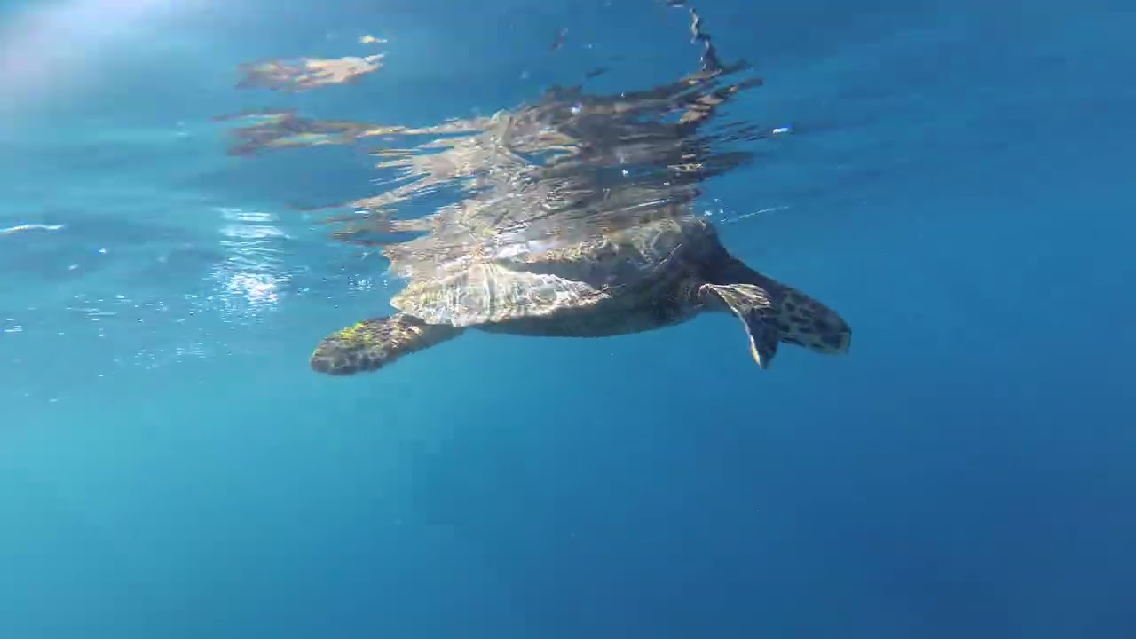 🇲🇻 Turtle Snorkeling 🐢 - Dharavandhoo Bikini Beach, Maldives 🏝
