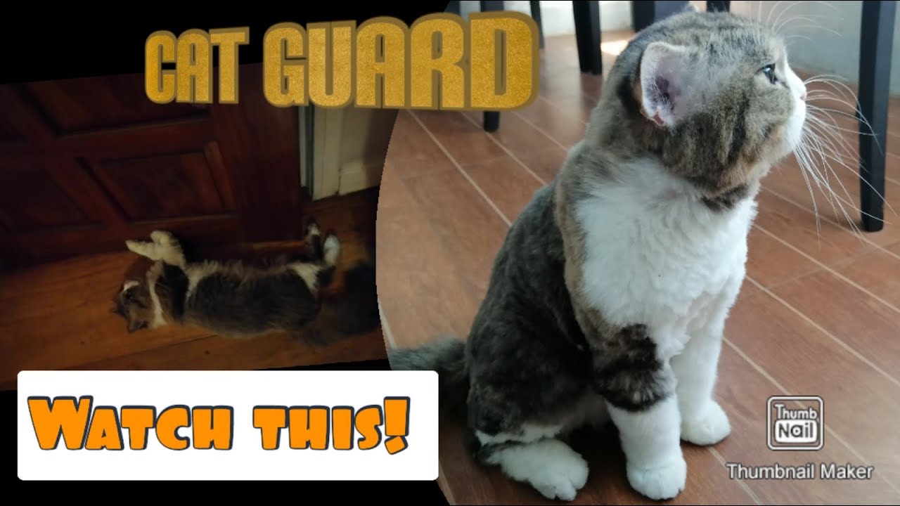 Gusto ko nang umuwi pero ayaw pa nya. Cat Guard#pepper #cat