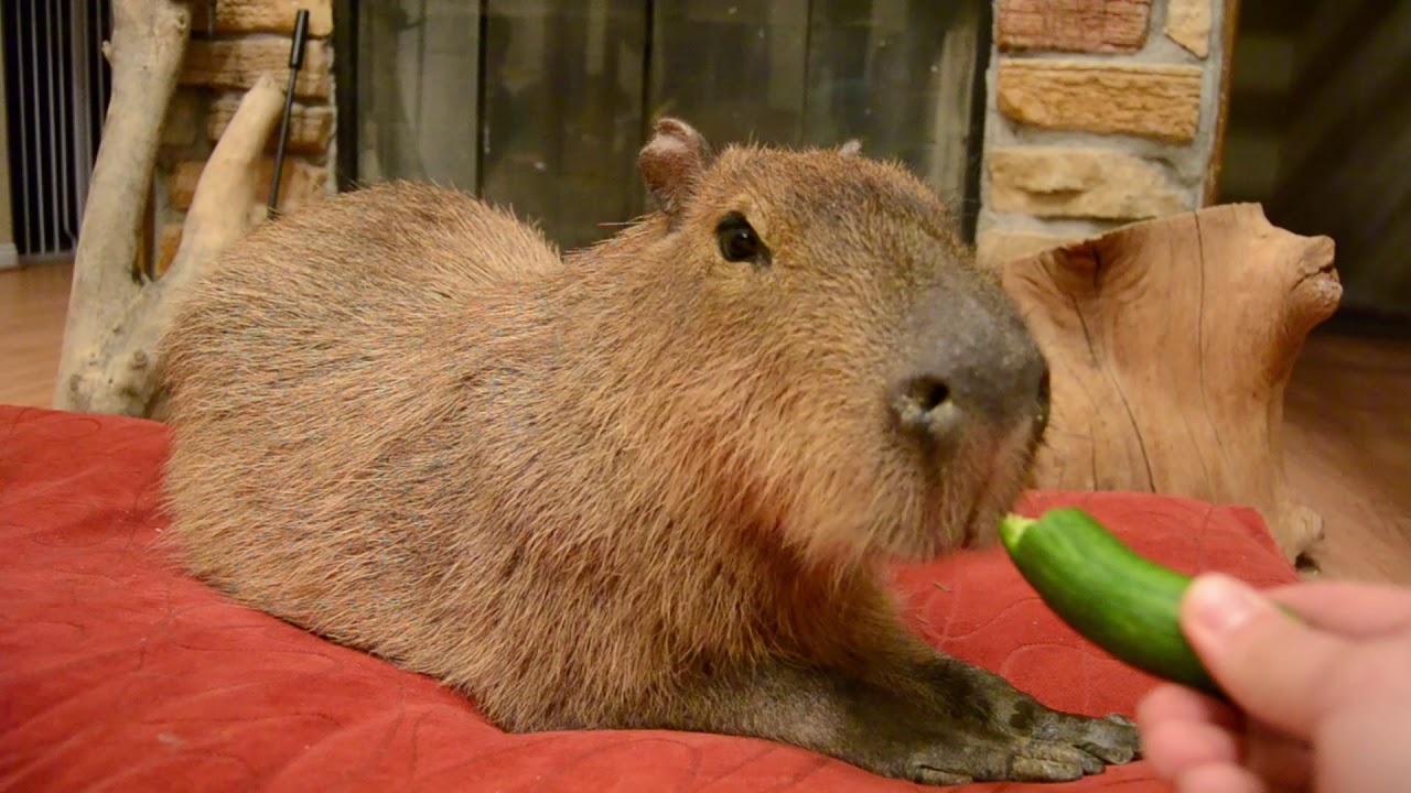 Capybara eats a banana, cucumber and corn husk.