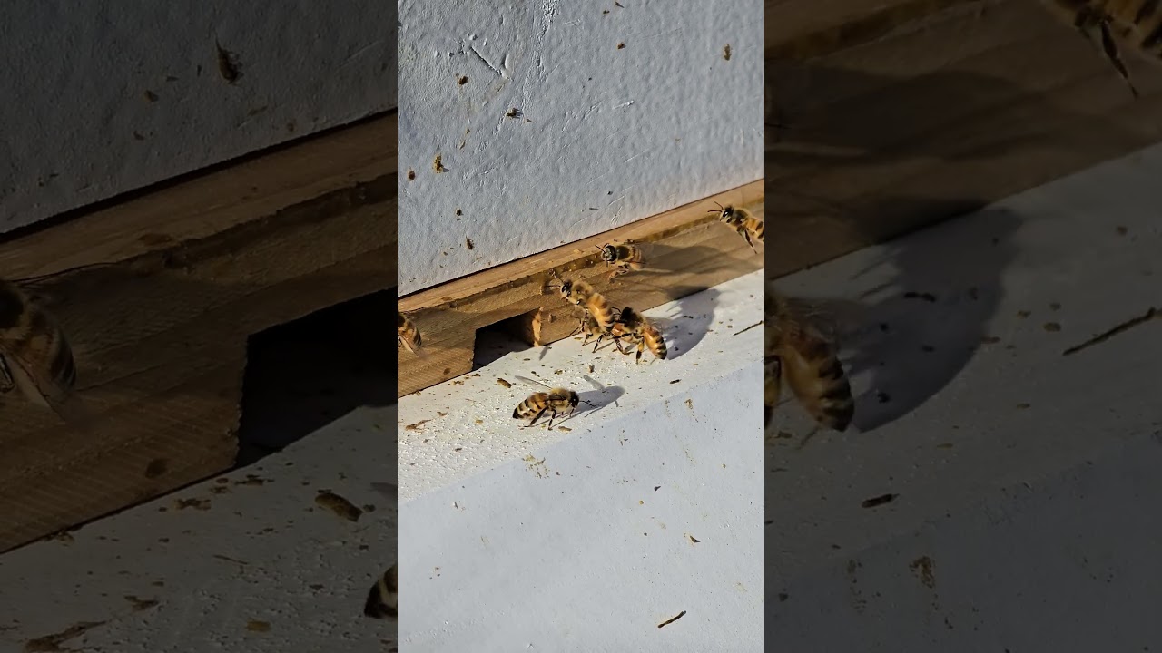 Early season pollen collection.        #bees