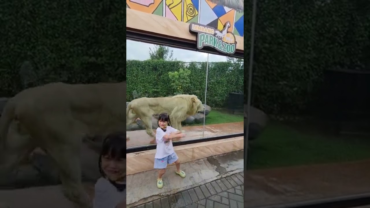 Wisata Bandung | Lembang Park And Zoo | Harimau