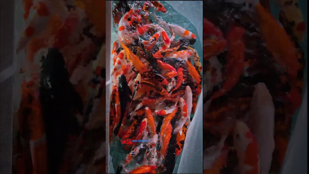 Ended up a new koi pond project in Trichy with SUMI -60 RDF and assorted koi fishes