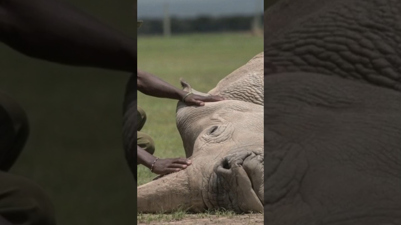 The last two northern white rhinos in the world #shorts
