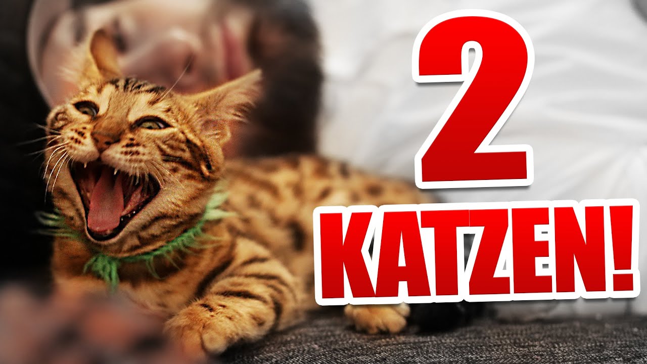 2 Katzen Überraschung :)