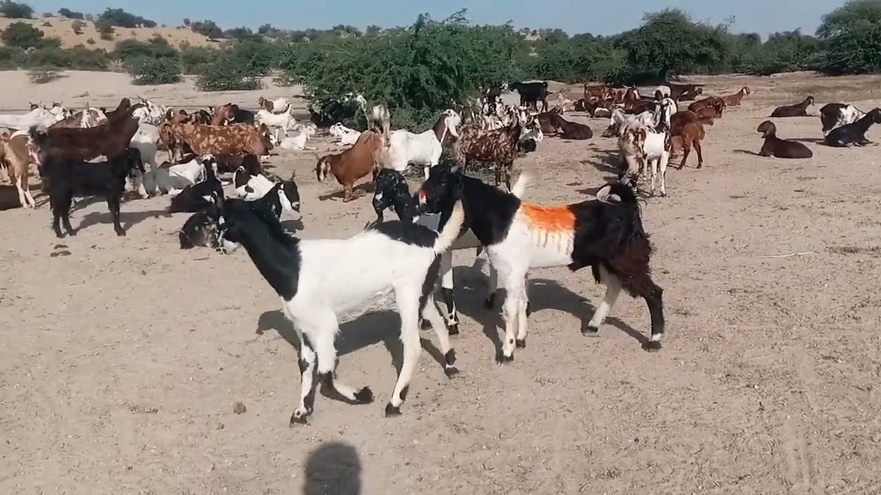 Goats meeting baby first time love 😘💕