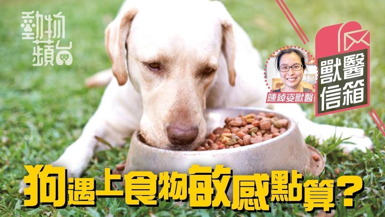 白色狗狗容易患食物敏感！狗屙軟便係腸胃問題定食物敏感？  