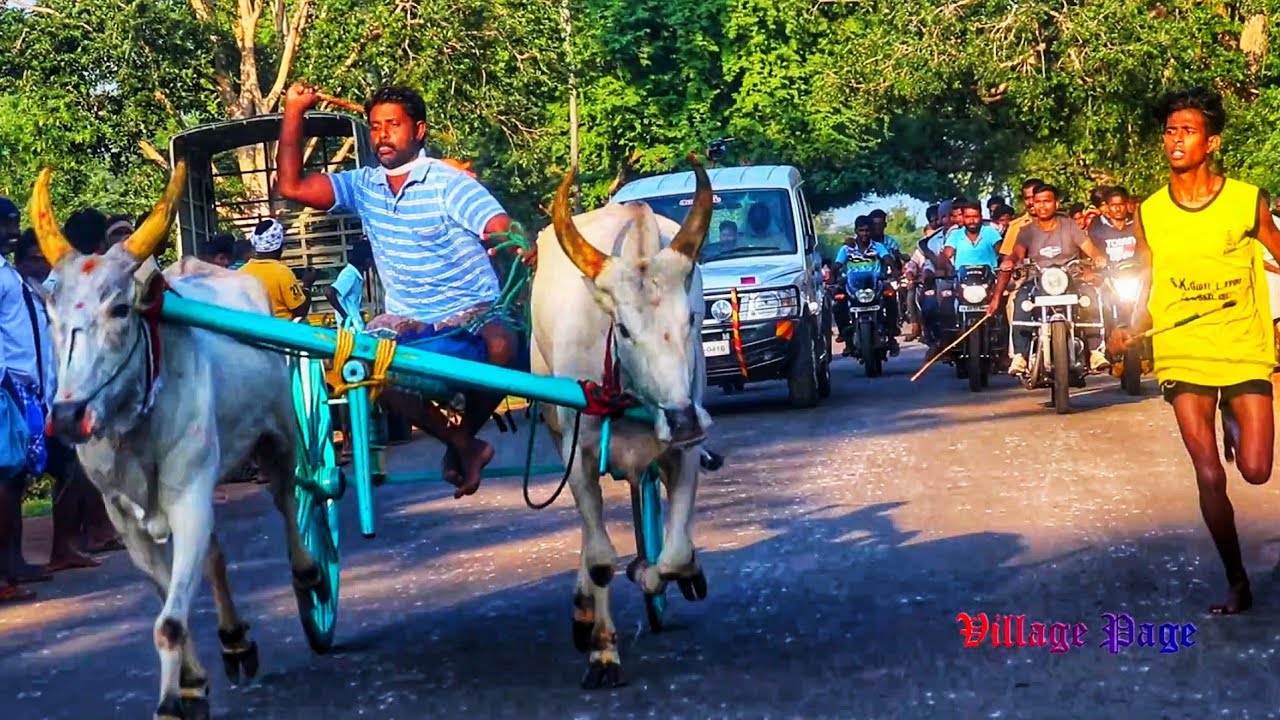 சிவகங்கை சீமை திருப்பத்தூர் பெரிய மாடு பந்தயம் 21/11/2020