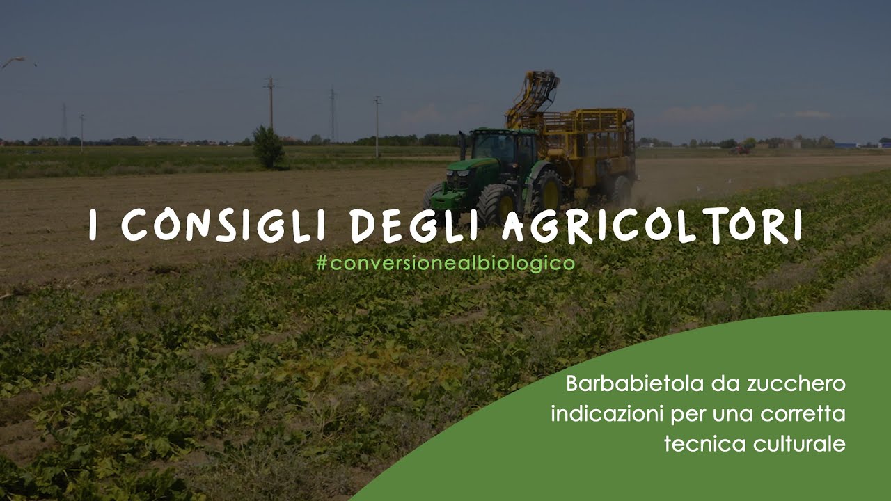 BARBABIETOLA DA ZUCCHERO BIO: INDICAZIONI PER UNA CORRETTA TECNICA COLTURALE