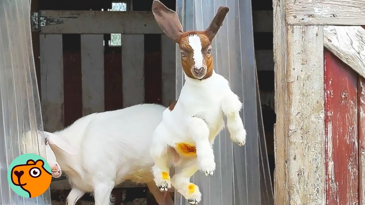 Tiny Goat Grows Up to Become a Real Diva. How Did He Get Here? | Cuddle Buddies
