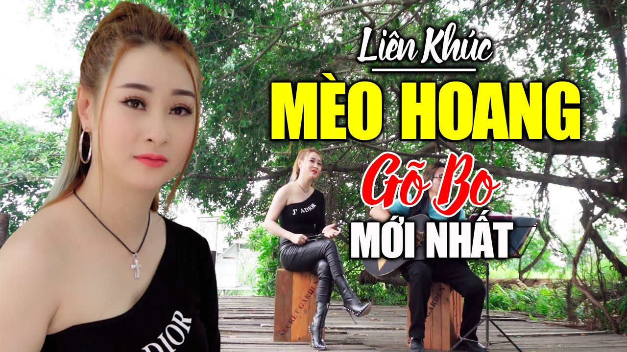 Liên Khúc Mèo Hoang Thục Trinh Gõ Bo Mới Nhất 2022 KHÔNG QUẢNG CÁO - Nhạc Vàng Chọn Lọc Đặc Biệt