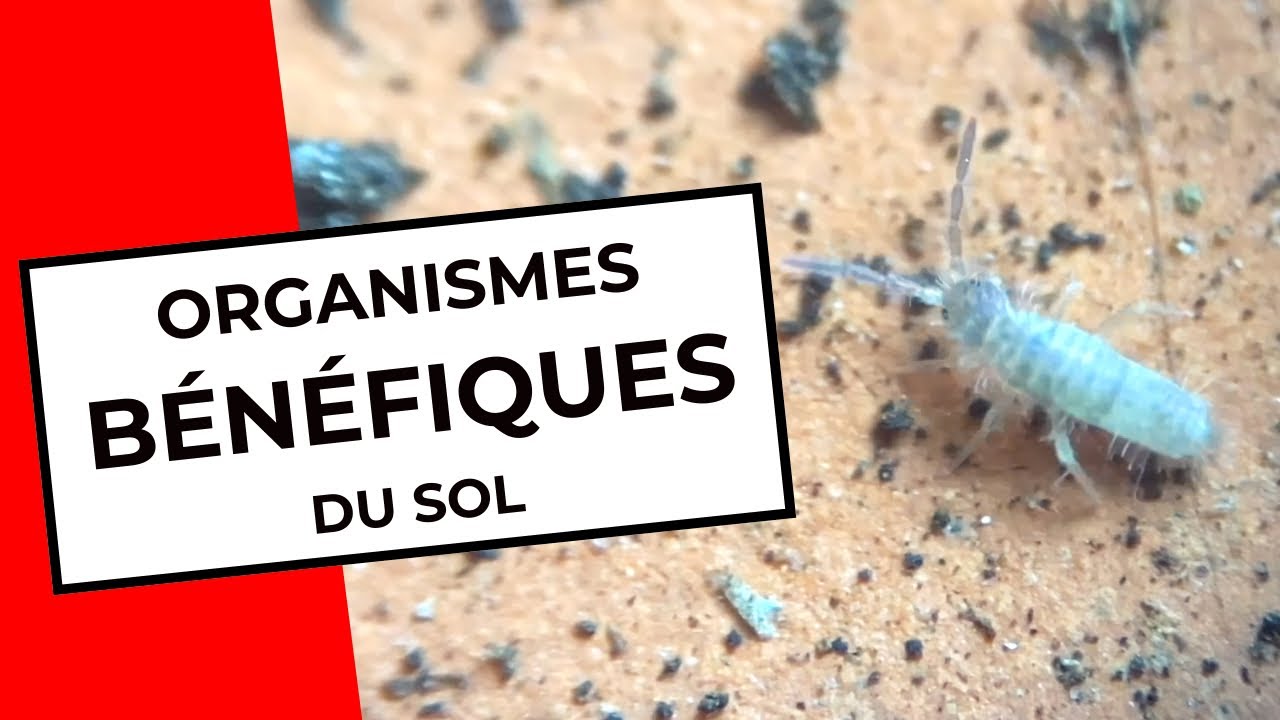 ORGANISMES BÉNÉFIQUES - BENEFICIAL ORGANISMS