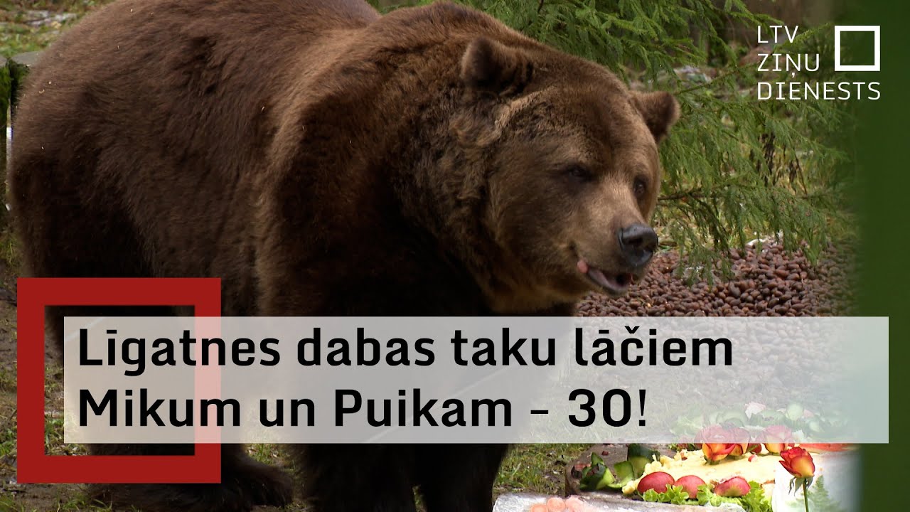 Līgatnes dabas taku lāču puikas kļūst par trīsdesmitgadniekiem