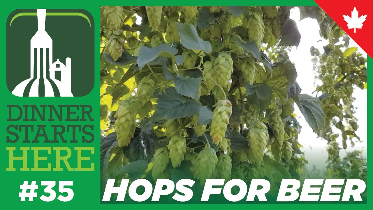 Growing Hops for Beer - Farm 35 - Dinner Starts Here