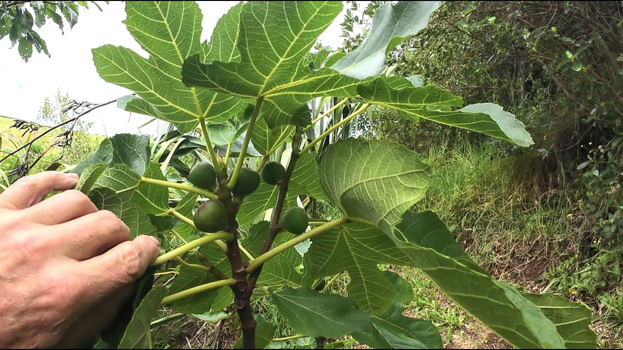 Growing Figs 16 Jan 2026