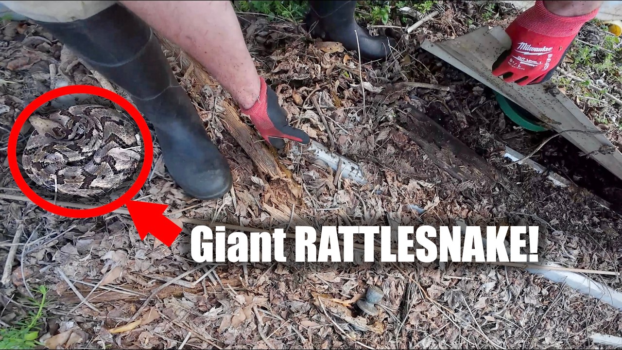 My Closest Call - Snake Hunting Alabama and Mississippi!