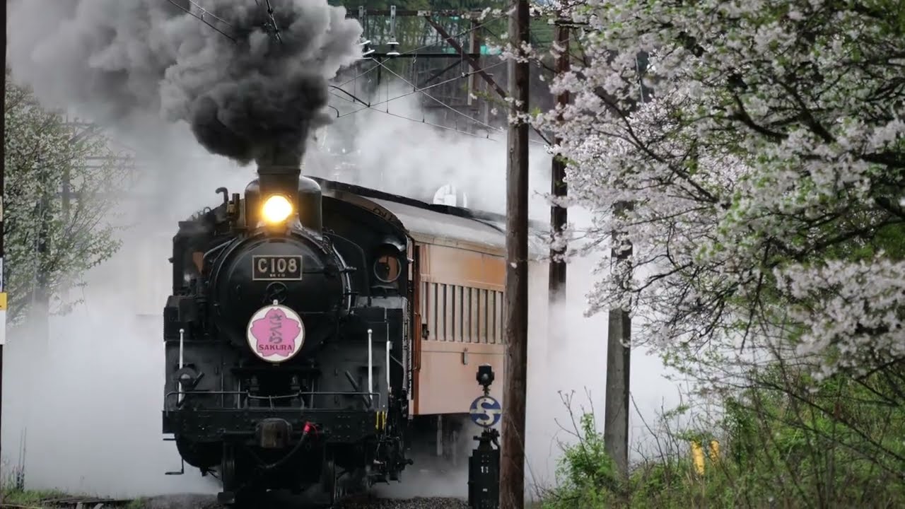 【2024🌸桜とSL列車】大井川鐵道・秩父鉄道・真岡鐵道［2024 Spring］Cherry blossoms and Steam locomotive Trains in Japan