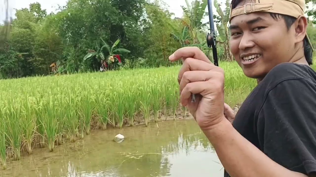Mancing di sawah sangat seruu!!@Sorotan #sembarangkalir #condromancing#