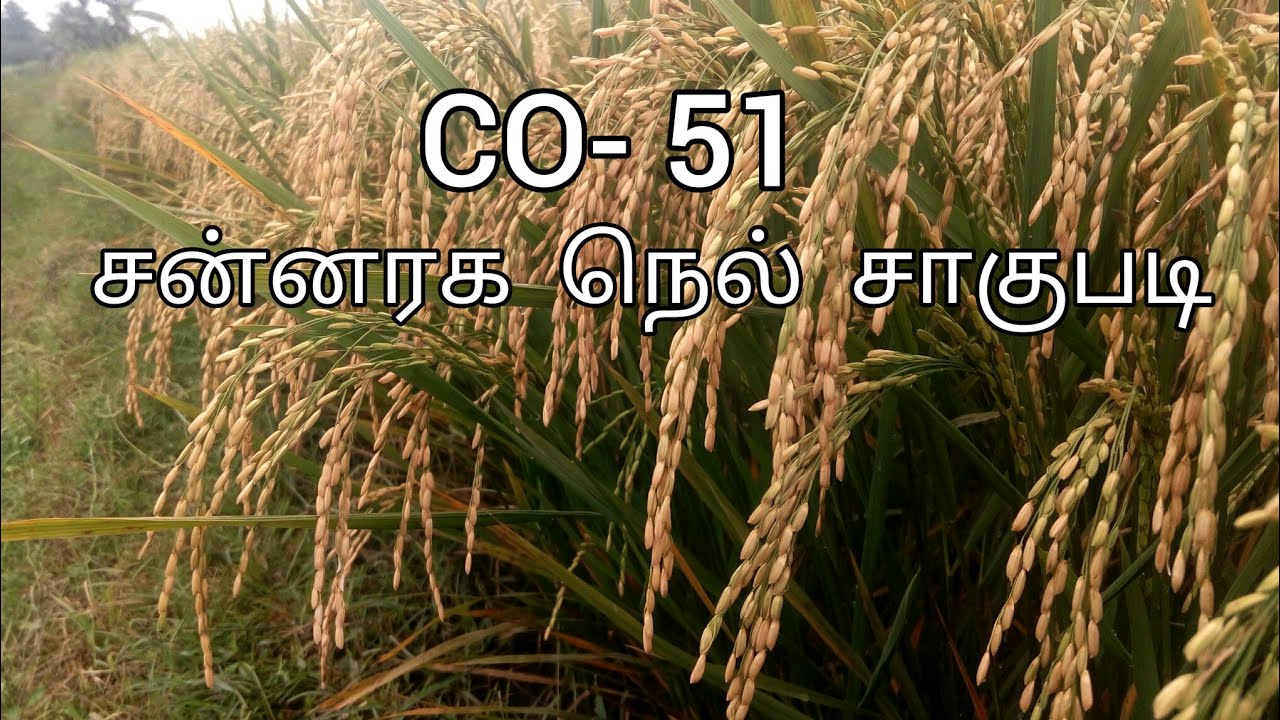 CO-51 PADDY VARIETY | PADDY CULTIVATION IN TAMIL | KHARIF Season
