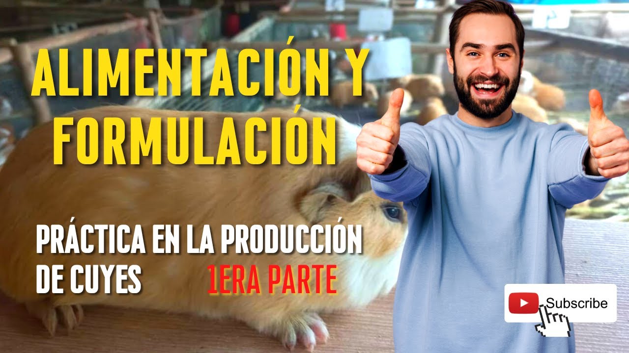 ✅Sistemas de alimentaci&oacute;n en cuyes │QUE DAR A LOS CUYES? 🐹🌾 PARTE 1