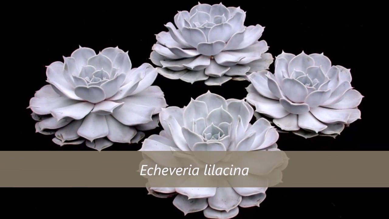 Succulent Slideshow (with plant names)