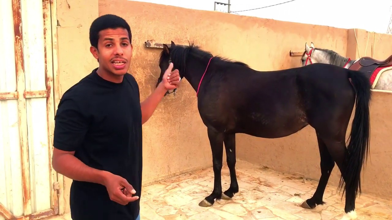 هل الخيل تعرف اسمها اذا ناديتها ؟ Does horse recognize their names when you call them