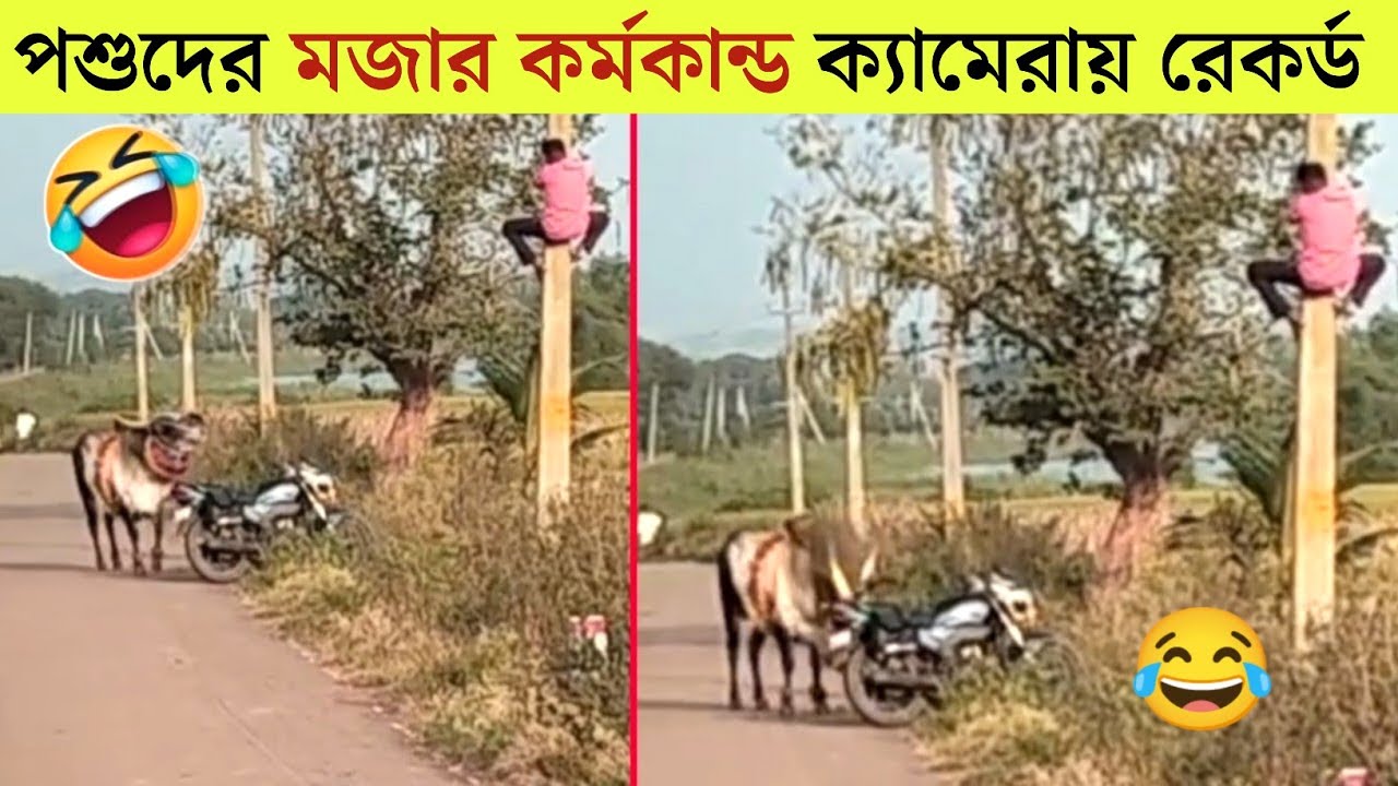 পশুদের মজার কর্মকান্ড  😂 | Funny Animals Video 2023| Part-12 |  Mayajaal | Bangla Rides