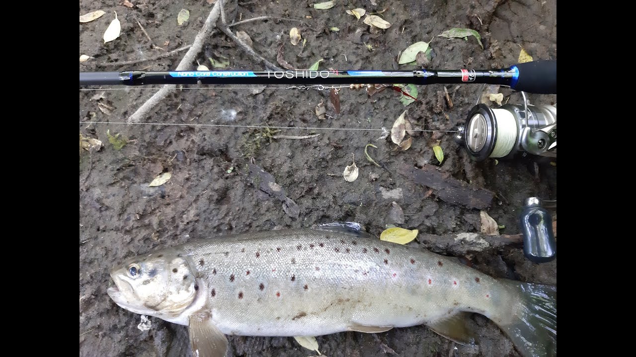 ROBINSON Toshido test wędki  #Pstrąg #Trout Spinning