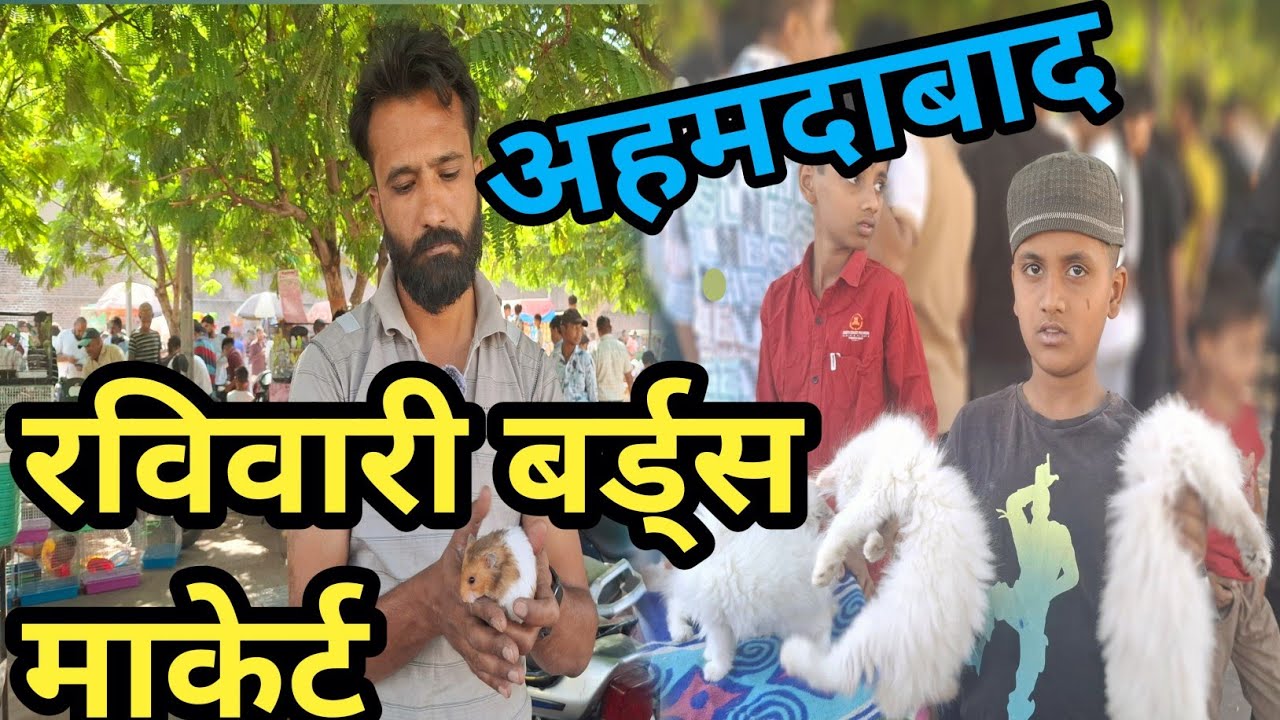 Ahmedabad bird's market/रविवारी बर्ड्स माकेर्ट/Sunday bird's market/Ahmedabad pet market/ravivari.