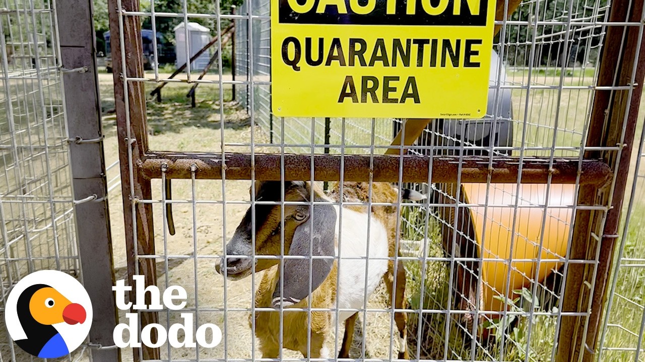 Эта спасенная коза была изолирована, пока не нашли других таких же | The Dodo