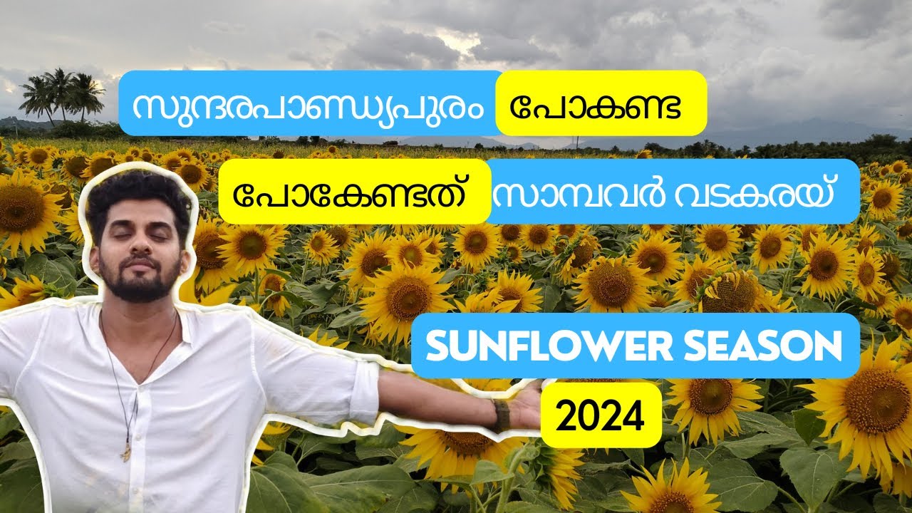 Sundarapandyapuram പോകേണ്ട. സൂര്യകാന്തി പൂക്കൾ കാണാൻ വേഗം ഇവിടേക്ക് പോകൂ | Sunflower season 2024