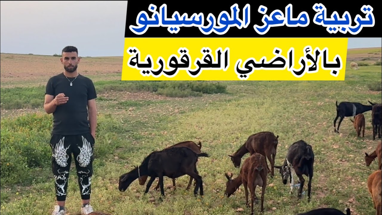 🎥حصريا ولأول مرة على القناة 🎯🎯كيفية تربية ماعز المورسيانو 🐐 🐐بمنطقة البروج القراقرة ❤️❤️