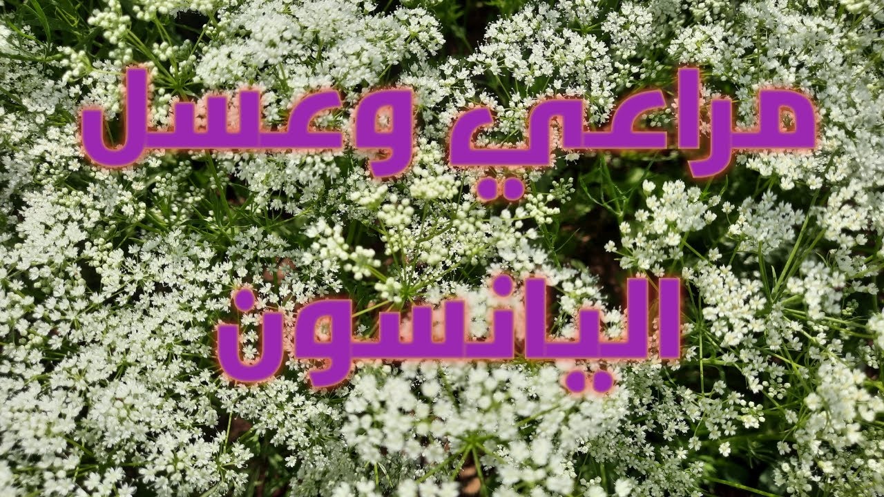 مراعي وعسل اليانسون في سوريا الشمال