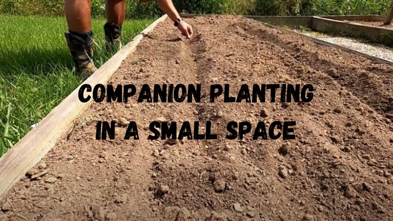 Companion Planting Cantaloupe & Corn