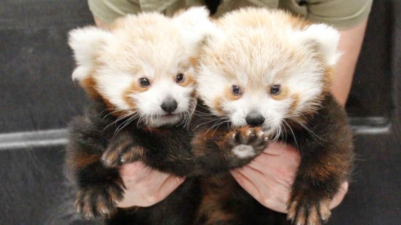 Twin Baby Red Pandas Caught on Camera (So Rare!)