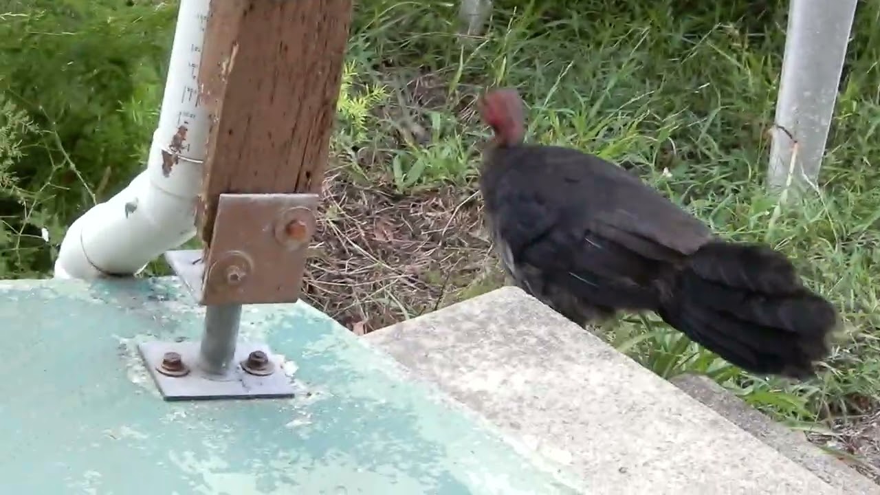 Cockatoos, lyrebird, goannas and a magpie