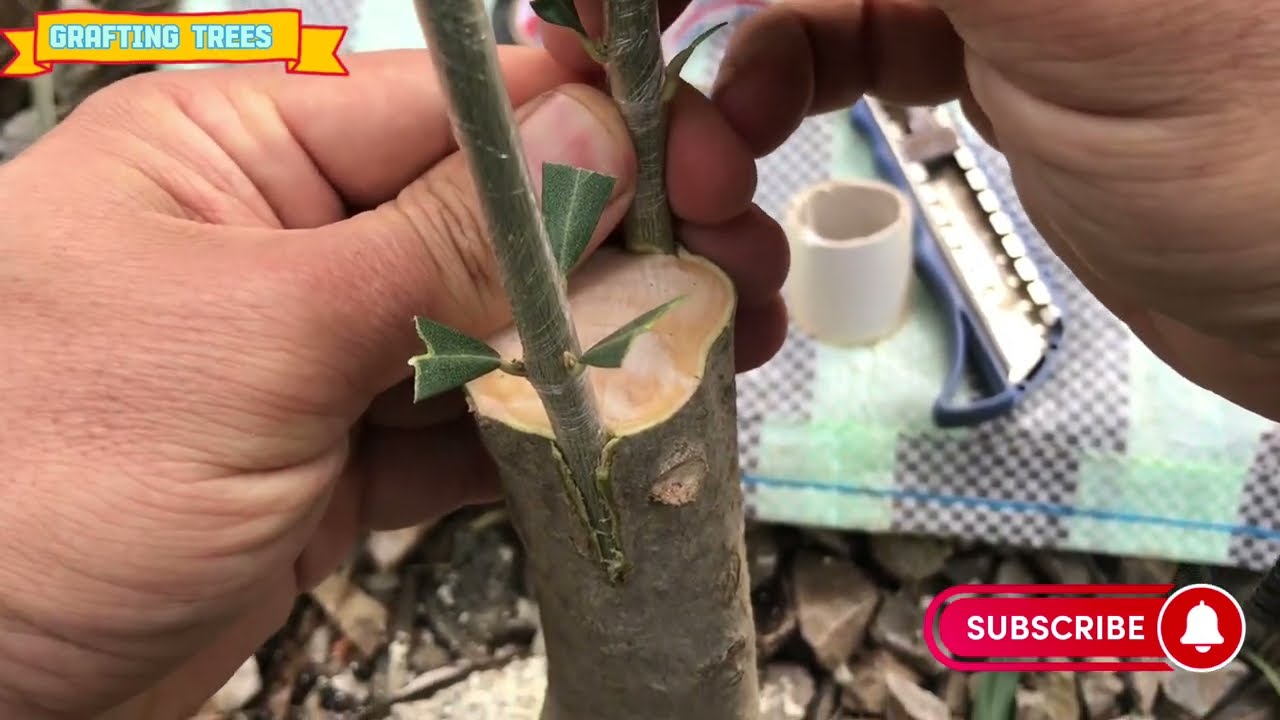 كيفية تطعيم شجرة الزيتون بالقلم اللحائي | تطعيم الزيتون | how to graft olive tree