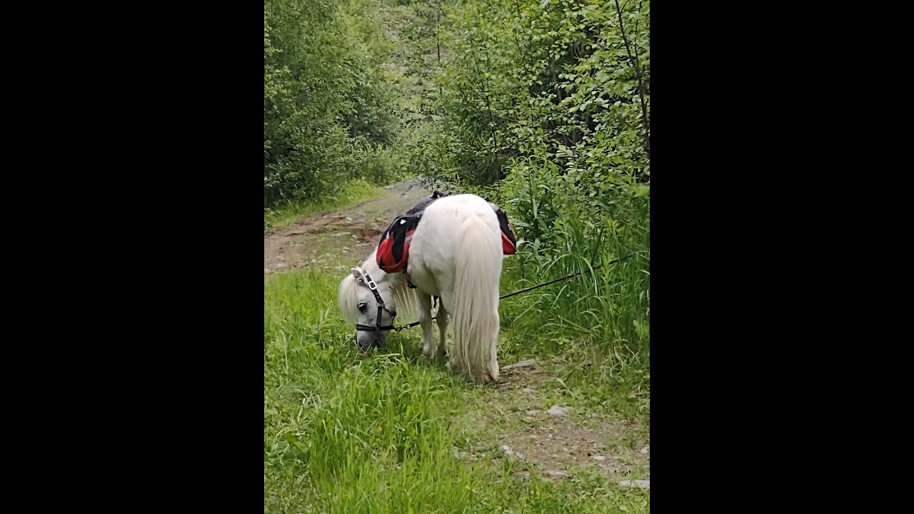 Trip with miniature horses in Finnish forest